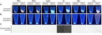 Biosynthesis of CdS Quantum Dots Mediated by Volatile Sulfur Compounds Released by Antarctic Pseudomonas fragi